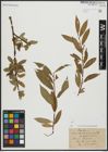 Foto von Salix alba L. x Salix pentandra L.